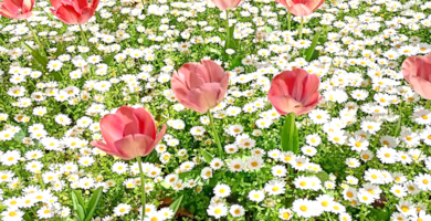 CONCURSO DEL CARTEL DÍA DEL LIBRO 2024